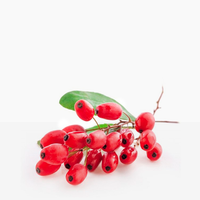 Barberry