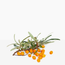 Sea buckthorn